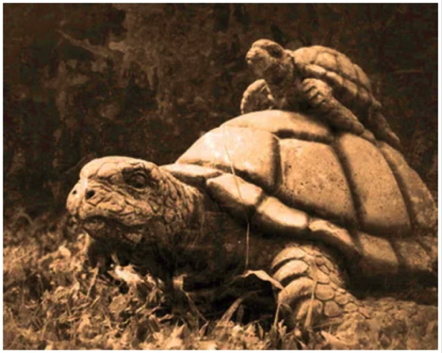 Jan 6 - Tortoise - 2023 Spirit Animal.
Self-Belief, Commitment, and Protection.
https://pow33.com/wp/ Jan 6 - Tortoise - 2023 Spirit Animal.
Self-Belief, Commitment, and Protection.
https://pow33.com/wp/